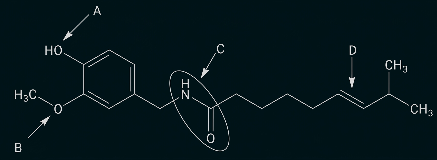 Strukturformel: aromatischer Ring mit OH und OCH3, langer Alkylkette, Amidgruppe (gekringelt) und Doppelbindung, markiert A–D